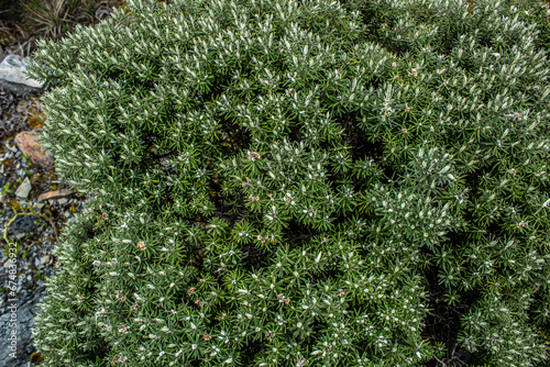 Paramo nature in the mountains of the Colombian Andes