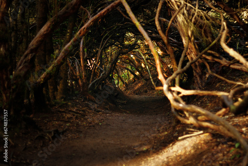 Shaded road inside Bosque de Los Enigmas in Taganana mountains, Tenerife, Canaries, Spain photo