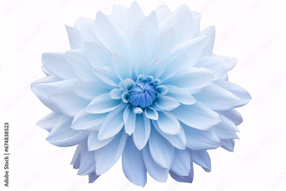 Isolated big, shaggy Dahlia against a pristine white backdrop. Isolated big, shaggy Dahlia against a pristine white backdrop.