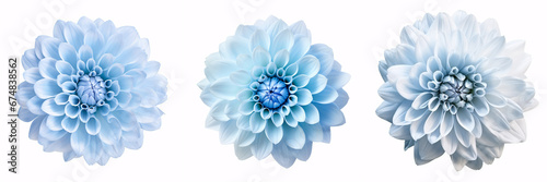 A large, fluffy Dahlia flower, prominently set against a pristine white backdrop, is a great design element. © ckybe