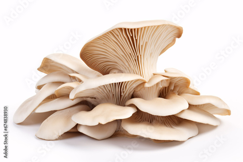 An image of oyster mushrooms on a white canvas.