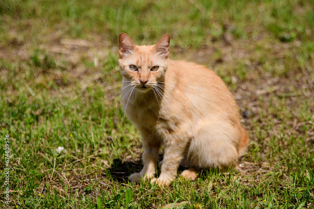 One yellow orange stray cat on a garden alley with green grass as blurred background.