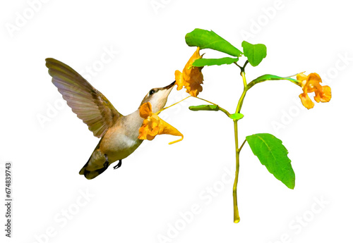 Female Ruby Throated Hummingbird, Archilochus colubris feeds from Jewelweed wild flower, Impatiens capensis isolated on white. 