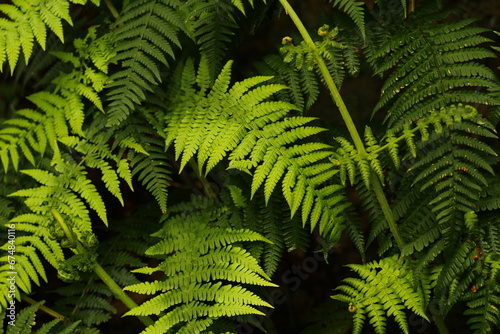 Fern leaves texture