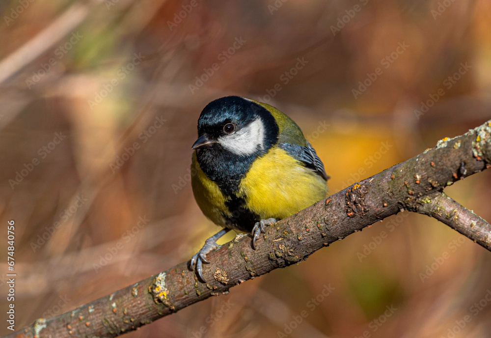 Obraz premium A yellow great tit bird sits on a branch among the fading foliage of a bush in the autumn forest.