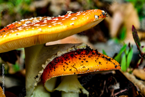 Nature in the mountains of the Colombian Andes