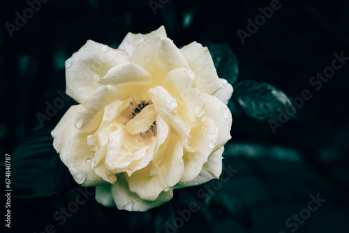 A close up of a yellow rose in bloom with rain droplets