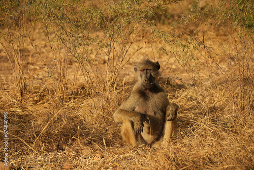 A baboon sitting in the grass at sunset