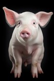A white pig with pink ears stands against a black background. This image can be used to represent farm animals or for illustrating articles about agriculture