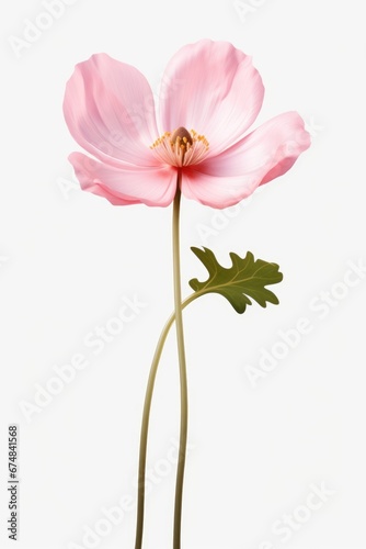 A single pink flower with a green stem. Can be used as a decorative element or in nature-themed designs