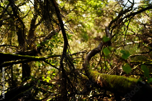 Laurisilva forest detail in Anaga park, Tenerife, Canaries, Spain © Alessio Russo