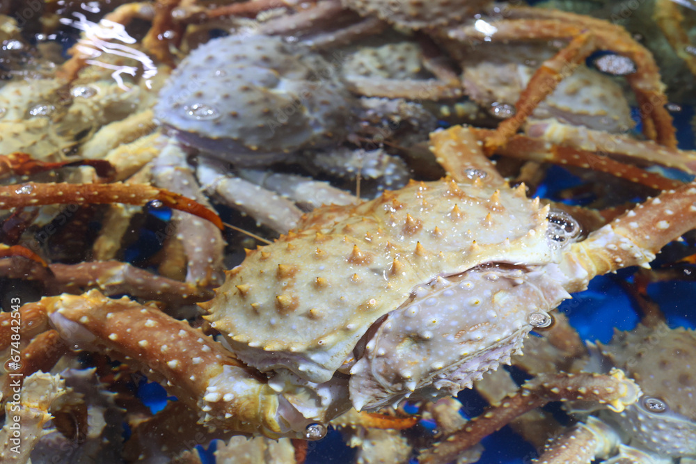 a living king crab very fresh korea