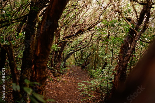 Laurisilva forest of Bosque de los Enigmas  Anaga  Tenerife  Canaries  Spain