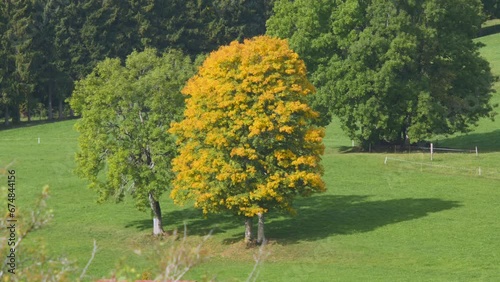 Vallee de Joux im herbst 4 photo