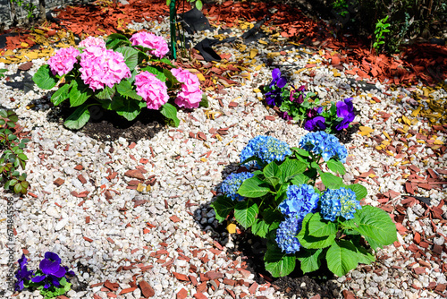 Magenta blue hydrangea macrophylla or hortensia shrub in full bloom in a flower pot, with fresh green leaves in the background, in a garden in a sunny summer day.