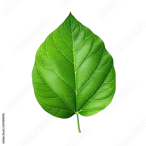 Vibrant Green Leaf  Isolated