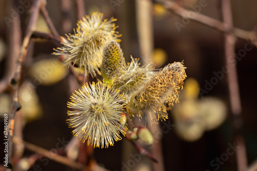 willow branch in spring