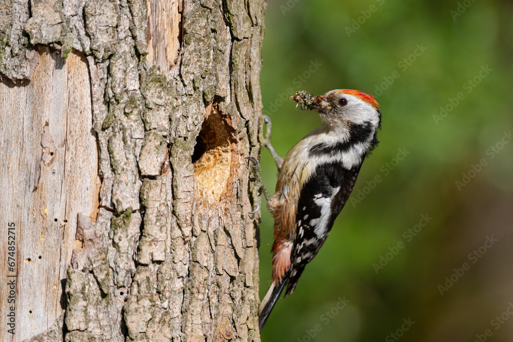 Middle Spotted Woodpecker flew to the hollow. Middle Spotted Woodpecker flew to the hollow.