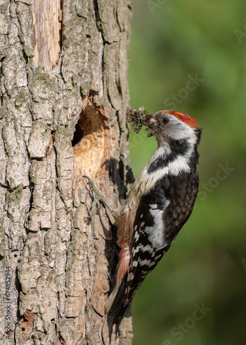 Canvas Print Middle Spotted Woodpicker flew to the hollow to feed the young.