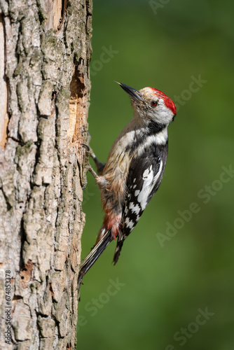 The middle spotted woodpecker came to the hollow to feed the young.