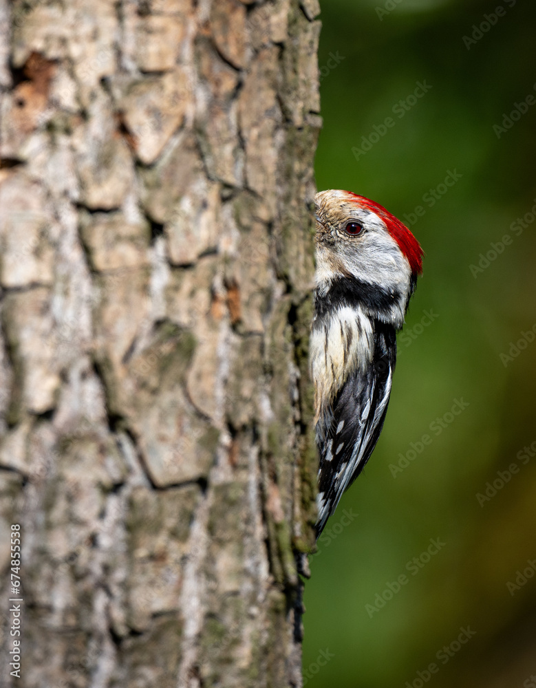 Middle Spotted Woodpicker flew to the hollow to feed the young. Middle Spotted Woodpicker flew to the hollow to feed the young.