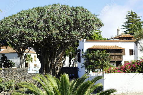 Drago Milenario in Icod de los Vinos, Tenerife, Canaries, Spain photo