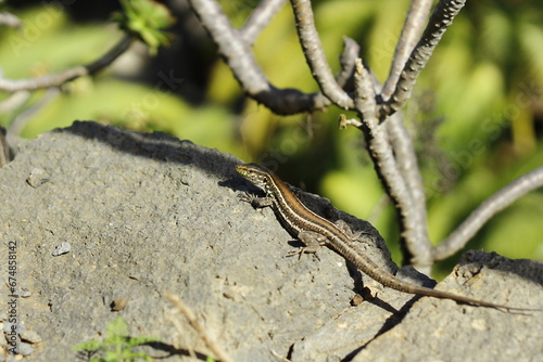 Canarian lizard photo