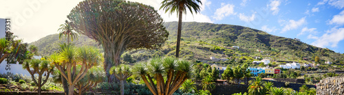Parque del Drago panoramic view in Icod de los Vinos, Tenerife, Canaries, Spain photo