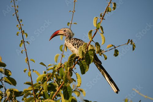 Red-billed hornbill