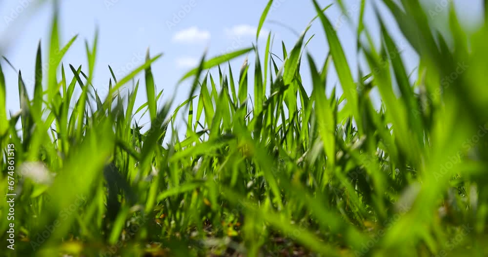 agricultural field with green wheat in the spring season, green young wheat in the spring season in sunny weather agricultural field with green wheat in the spring season, green young wheat in the spring season in sunny weather