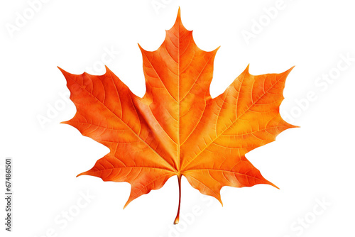 Orange maple leaf on transparent white background.