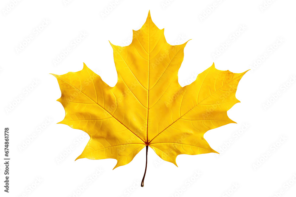 Yellow maple leaf on transparent/white background. Yellow maple leaf on transparent/white background.