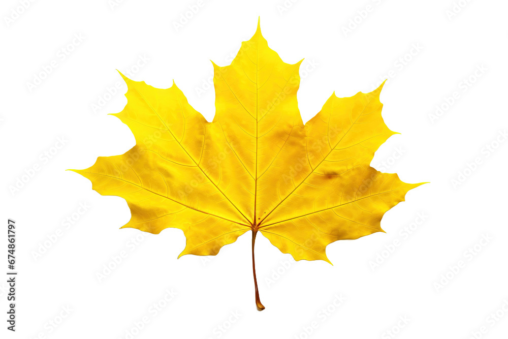 Yellow leaf on transparent/white background. Yellow leaf on transparent/white background.