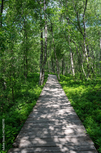 Birch forest with wooden path in red bog