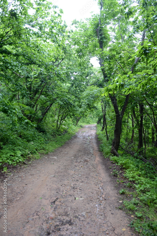 Forest road on Popov Island in Peter the Great Bay of the Sea of Japan Forest road on Popov Island in Peter the Great Bay of the Sea of Japan