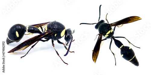 Fraternal Potter Wasp - Eumenes fraternus - builds a miniature pot out of mud in which it lays an egg and places a live caterpillar. The larva feeds on this. Isolated on white background two views