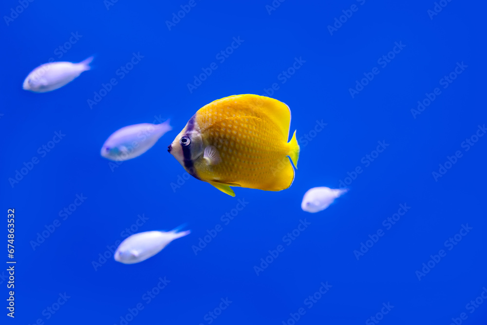 Naklejka premium Beautiful fish in a huge aquarium in the aquarium with beautiful lighting