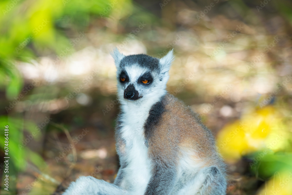 Fototapeta premium ring-tailed gray lemur in natural environment Madagascar.Close-up, cute primate