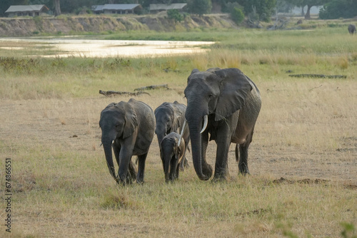 A herd of elephants in the wild