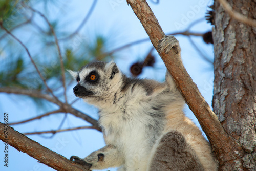 Fototapeta Naklejka Na Ścianę i Meble -  ring-tailed gray lemur in natural environment Madagascar.Close-up, cute primate