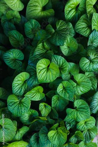 Green round leaves of wild violets. Green background. Cottage garden