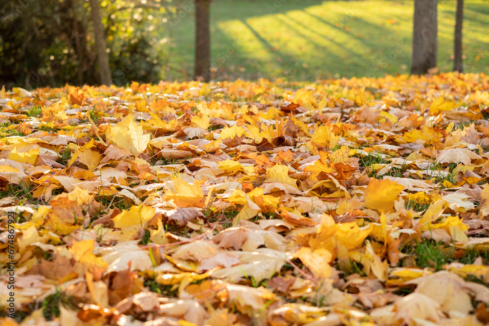 a sunny day in fall. autumn park in Prague as vibrant orange trees and fallen maple leaves create a picturesque scene during a stunning sunset a sunny day in fall. autumn park in Prague as vibrant orange trees and fallen maple leaves create a picturesque scene during a stunning sunset