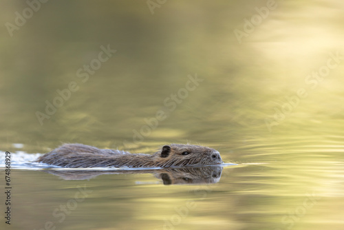 Nutria Coypu in close-up Myocastor coypus swimming on a pond