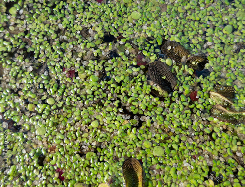 Marsh of the dead arm of the Laborec river, Slovakia Oborin photo