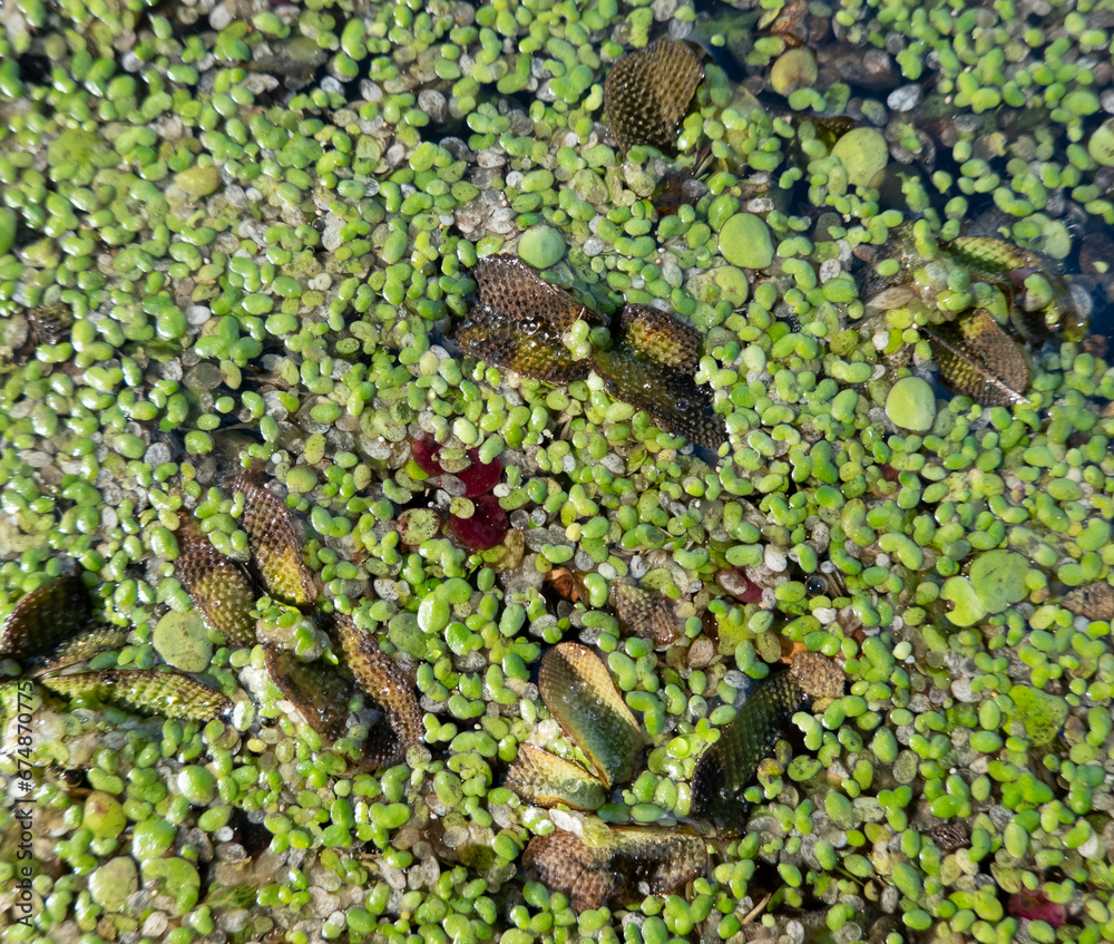 Fototapeta premium Marsh of the dead arm of the Laborec river, Slovakia Oborin