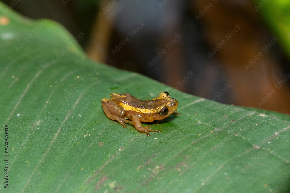 An adorable Natal Leaf-folding Frog (Afrixalus spinifrons) on vegetation above a pond An adorable Natal Leaf-folding Frog (Afrixalus spinifrons) on vegetation above a pond