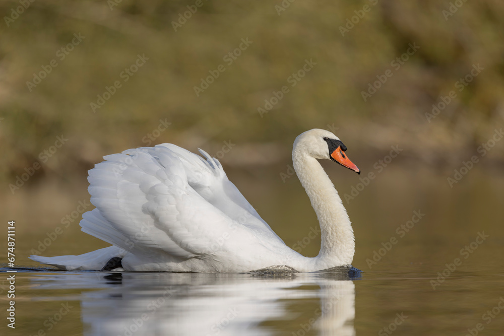 Fototapeta premium Mute Swan Cygnus olor taking off from a pond in the early morning
