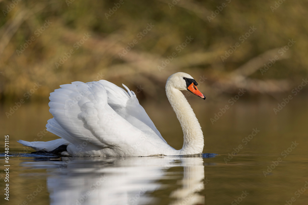 Obraz premium Mute Swan Cygnus olor taking off from a pond in the early morning