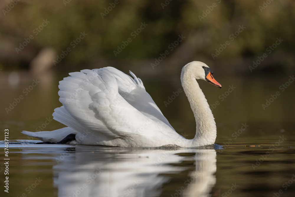 Fototapeta premium Mute Swan Cygnus olor taking off from a pond in the early morning