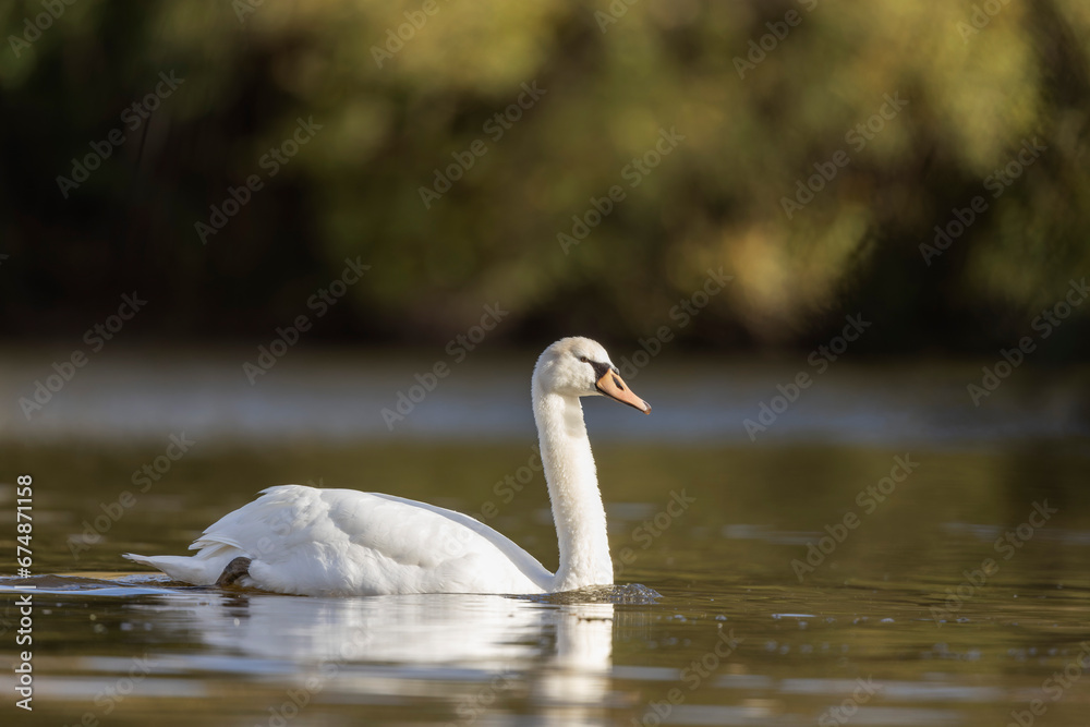 Fototapeta premium Mute Swan Cygnus olor taking off from a pond in the early morning